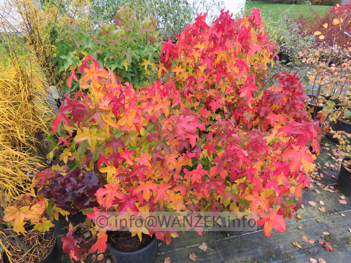 Liquidambar styraciflua Gum Ball Herbst 03.JPG